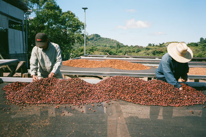 MAURICIO SALAVERRIA | Anaérobie Naturel