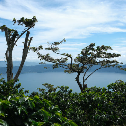 FAMILLE LAING-MEASON | Mélange
