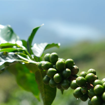 FAMILLE LAING-MEASON | Mélange