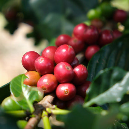 FAMILLE LAING-MEASON | Mélange