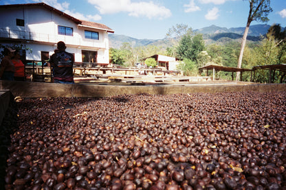 FAMILLE RODRIGUEZ LANDAVERDE  | Pacamara Naturel