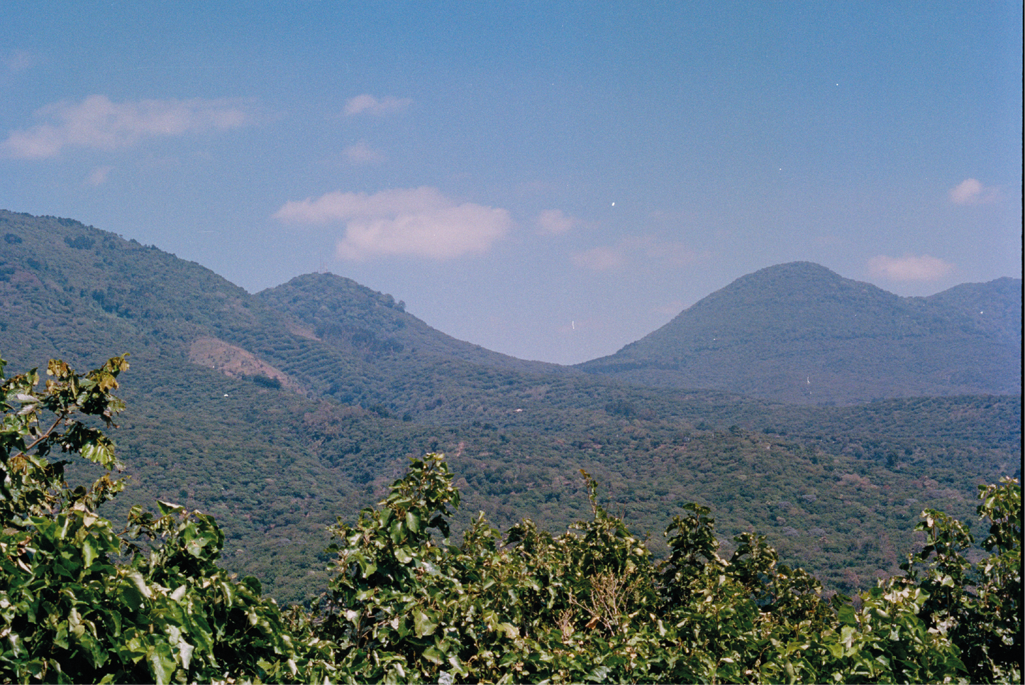 GUARDIANES DEL BOSQUE | Mélange — torréfaction moyenne